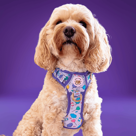 Zelda & Harley Harness Cotton Candy - Adventure No Pull Harness