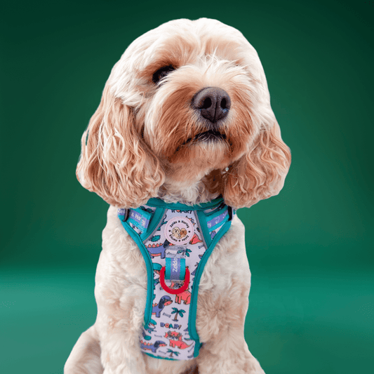 Zelda & Harley Harness Doggosaurus Rex - Adventure No Pull Harness