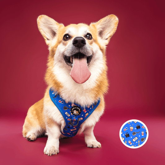 Zelda and Harley Harness Howl-lywood - D-Ring Adjustable Dog Harness