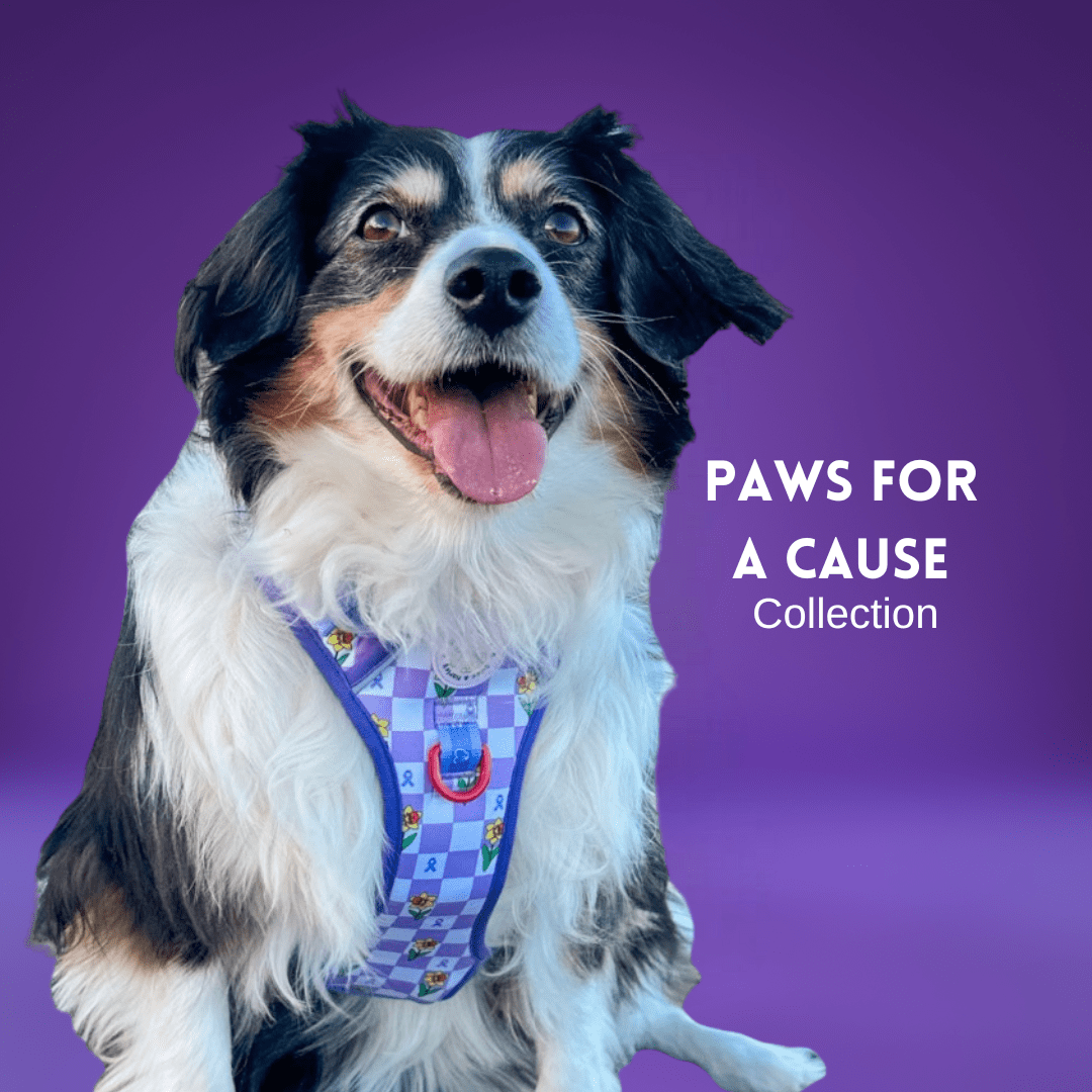 Paws for a Cause