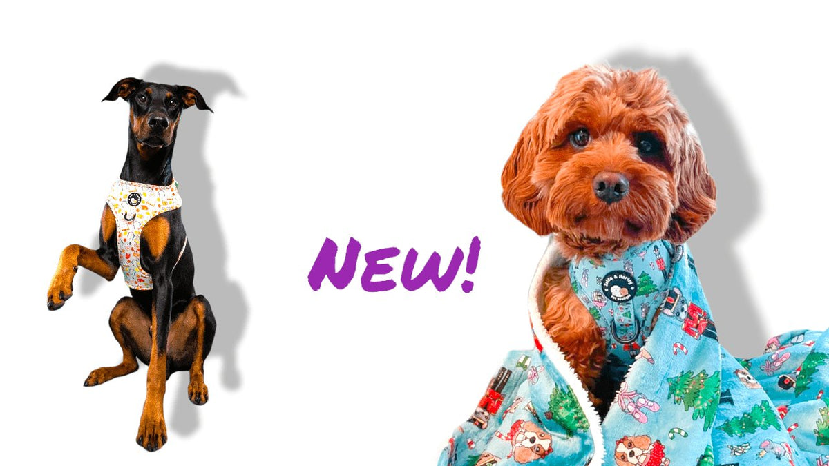 Zelda & Harley Latest Releases
