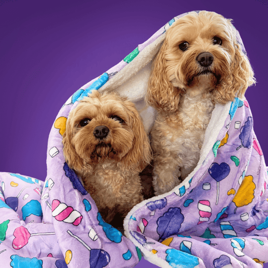 Zelda & Harley Dog Blanket Cotton Candy Dog Blanket