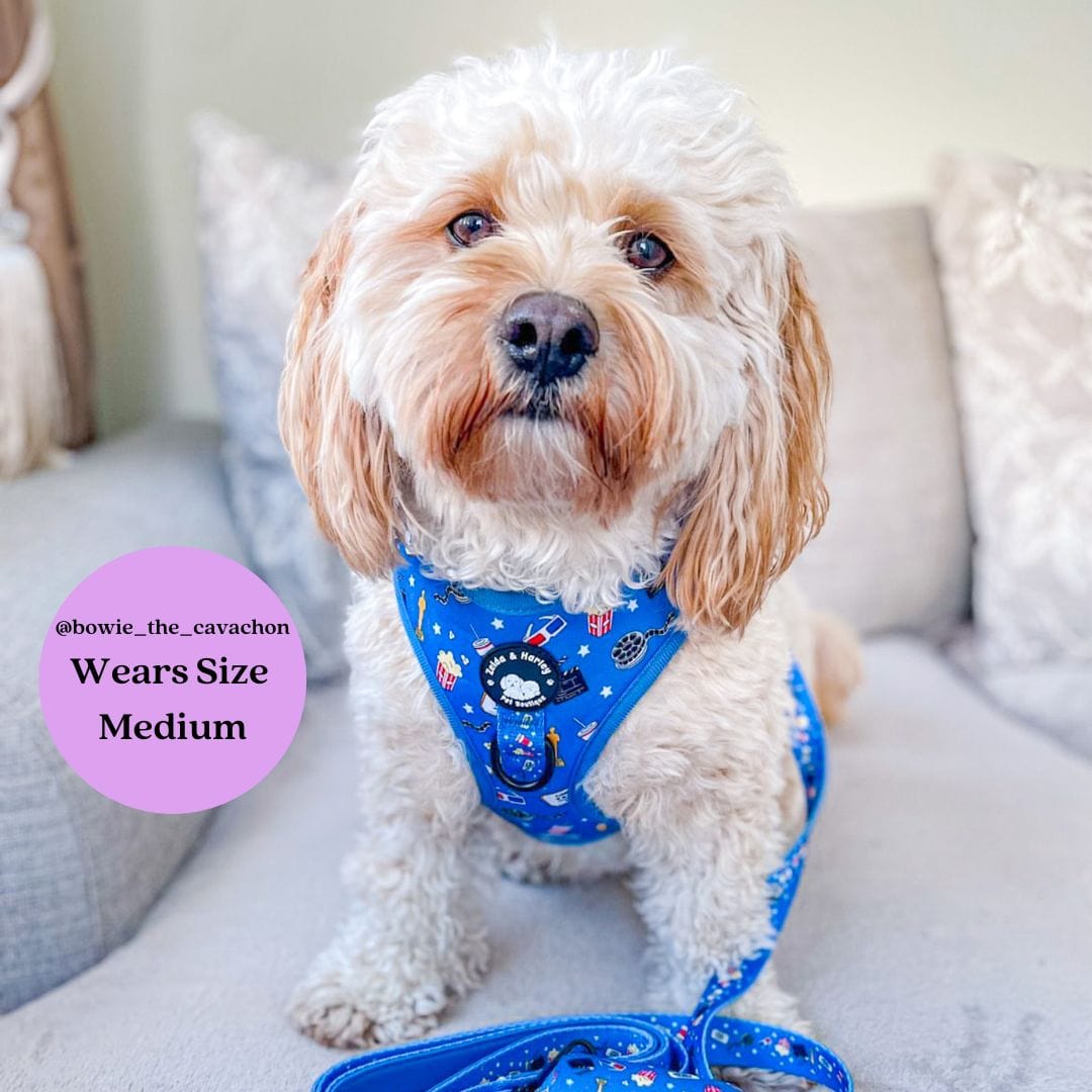 Zelda and Harley Harness Howl-lywood - D-Ring Adjustable Dog Harness